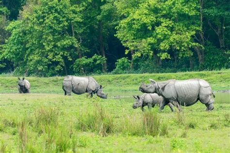 The wealth of flora & fauna in Kaziranga | Kaziranga National Park News | Kaziranga National ...