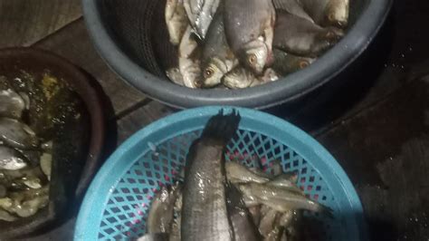 Menjala Ikan Di Sungai Yg Besar Terciduk YouTube