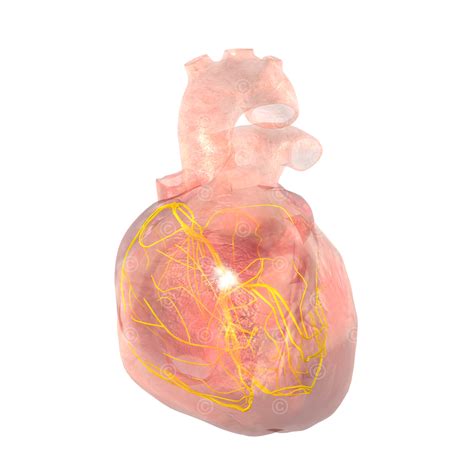 Electrical conduction system heart (QTVR) - MedicalGraphics