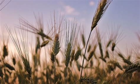 Buenos Aires Declaran Emergencia Agropecuaria Por Sequía Agrofy News