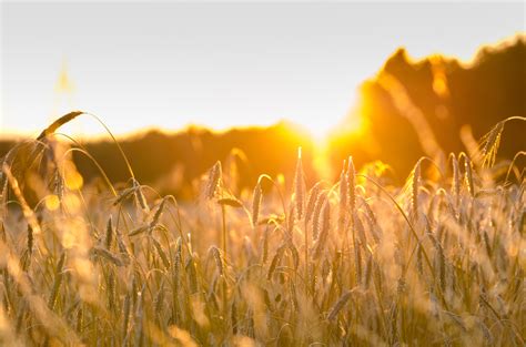 Banco de imagens plantar céu Por do sol campo Prado trigo