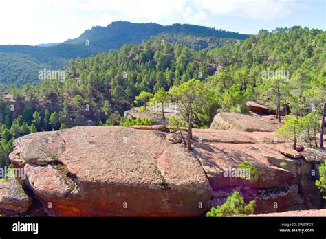 Paisaje Protegido De Los Bosques De Pino De Rodeno Formado Por Pinastro