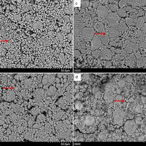 SEM Images Of Naked Oat Endosperm A The Internal Endosperm Structure