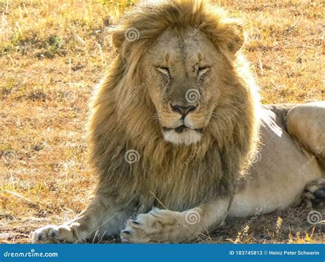 Lions in the Tsavo East and Tsavo West National Park Stock Image ...