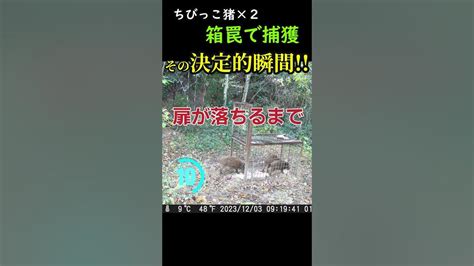 決定的瞬間！！箱罠でチビッコ猪×2を捕獲！ 狩猟 有害鳥獣駆除 イノシシ 箱罠 狩決定的瞬間 Youtube