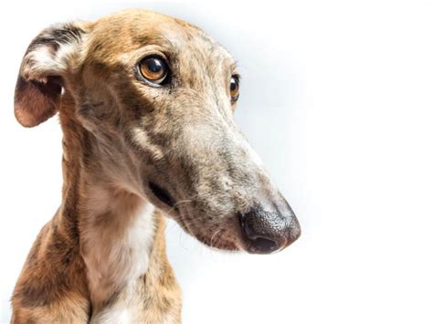 El Sue O De Los Galgos Cu Ntas Horas Al D A Duermen