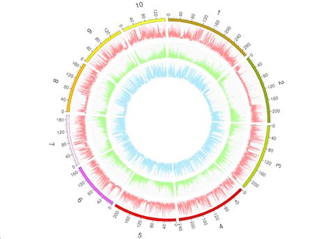 Genome Wide Distribution Of Snps And Genetic Variants Throughout The