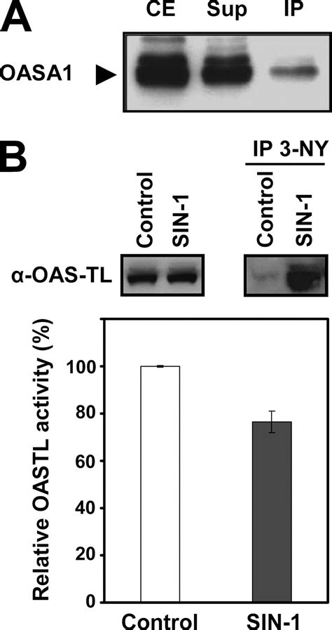 Inhibition Of Arabidopsis O Acetylserine Thiol Lyase A1 By Tyrosine