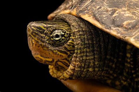 Ani Joel Sartore