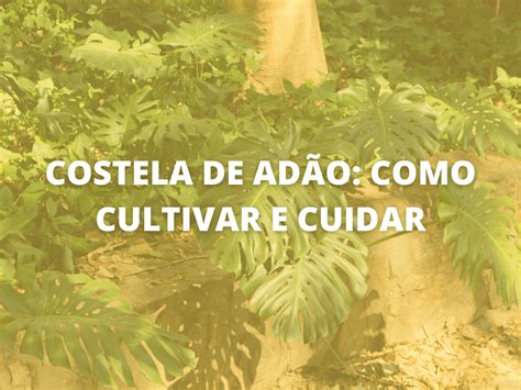 Costela De Ad O Como Cultivar Dicas Casa Artesanato