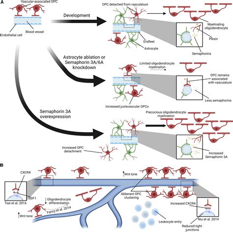 End Of The Road Astrocyte Endfeet Regulate Opc Migration And