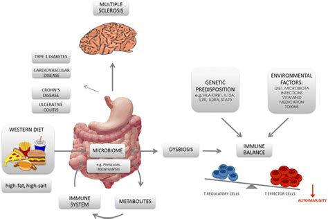 Schematic Diagram Displaying The Nexus Between ‘western Diet Gut