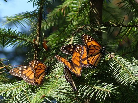 Los Santuarios De La Mariposa Monarca En México