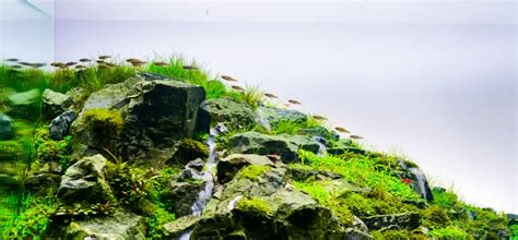 Aquascape Iwagumi Beginner S Guide Updated