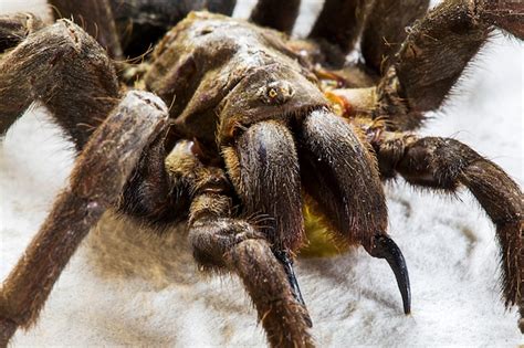 Close up tarantula on ground | Premium Photo