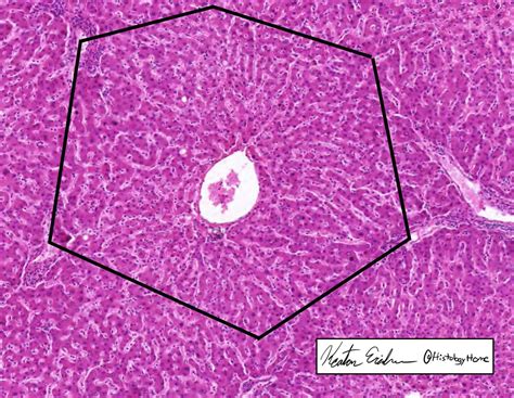 Liver Histology Central Vein