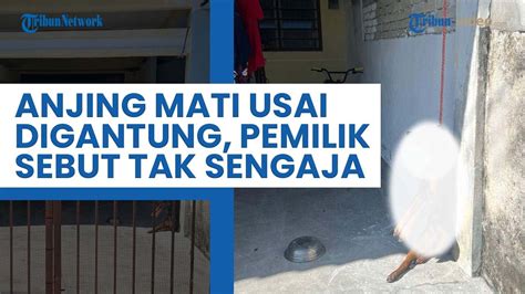 Seekor Anjing Di Penang Mati Usai Digantung Tali Pemiliknya Sebut