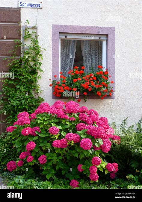 Front Garden With Hydrangeas And Geraniums By The Window Stock Photo