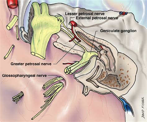 Greater Petrosal Nerve