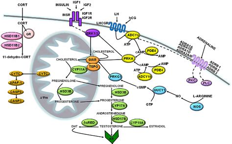 Figure 1 From Molecular Adaptations Of Testosterone Producing Leydig