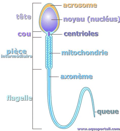 Pièce intermédiaire définition et explications AquaPortail