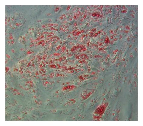 Differentiation Of Tpr Cultured Ascs Along Adipogenic Osteogenic And Download Scientific