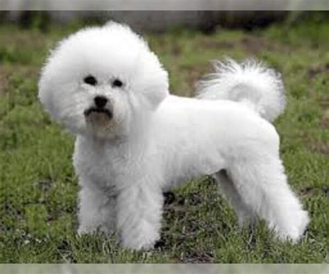 Bichon Frise Breed Information And Pictures On