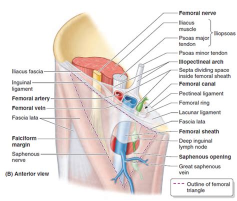 Femoral Sheath