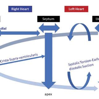 Fundamental functions and impact of the septum between both ventricle ...