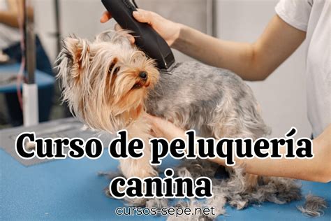 Curso De Peluquer A Canina Sepe Cursos Sepe