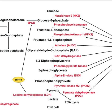 HIF1α promotes expression of glycolytic enzymes Schematic