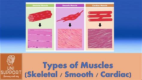 Skeletal Vs Cardiac Vs Smooth Muscles Youtube