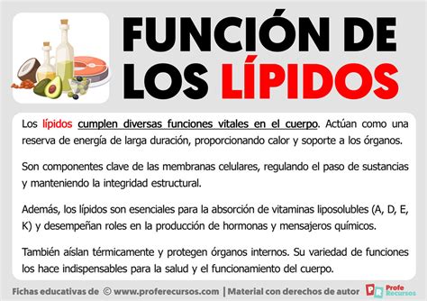 Función De Los Lípidos