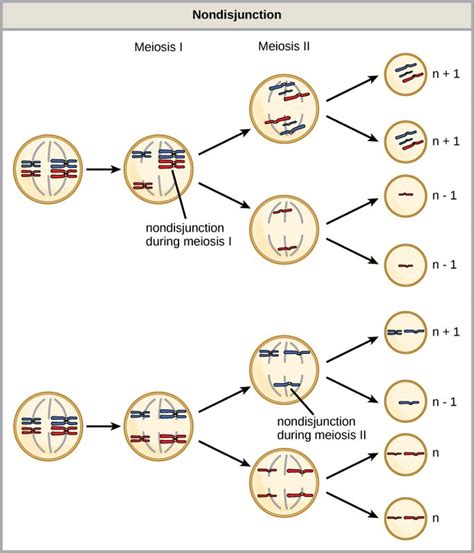 Nondisjunction Labster