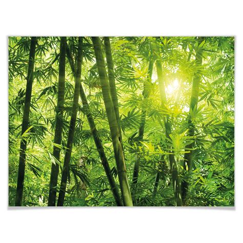 Poster Rayon De Soleil Dans La For T De Bambous Wall Art Fr