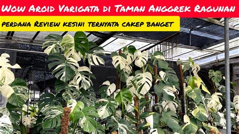 WOW AROID VARIGATA DI TAMAN ANGGREK RAGUNAN TERNYATA CAKEP CAKEP BANGET