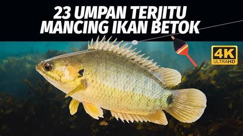 23 UMPAN TERJITU MANCING IKAN BETOK BETIK PUYU PAPUYU NIH BOSKU