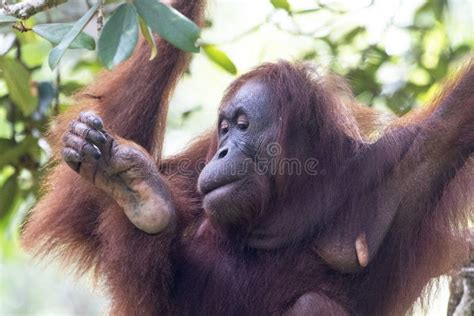 Wild Bornean Orangutan In Maleisie Stock Image Image Of Orange Asia