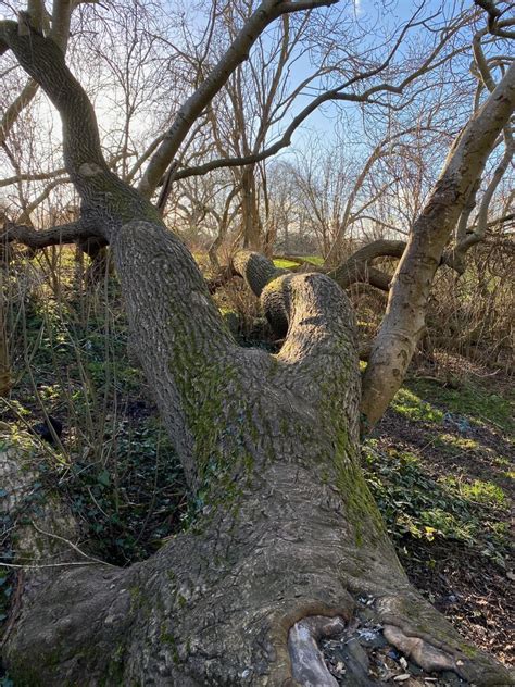 Fallen Ash Tree Myton Fields Spinney Robin Stott Cc By Sa