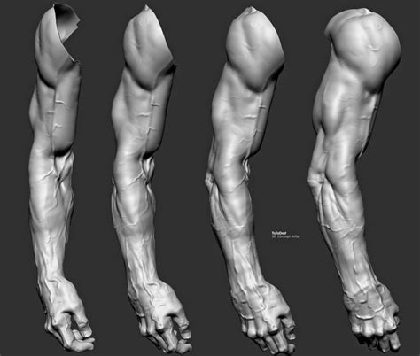 Study Sculpt Arm Anatomy For Artists Arm Anatomy Human Anatomy