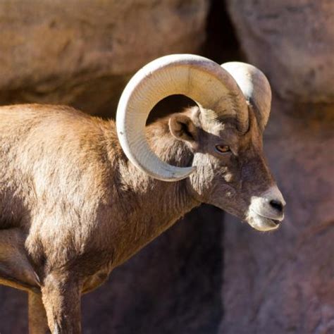 Nevada State Animal | Desert Bighorn Sheep