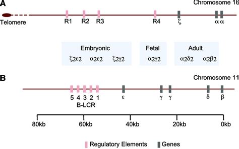 Globin Gene Regulation