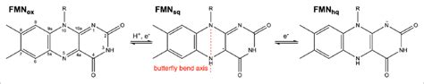 The physiologically relevant oxidation states of flavin mononucleotide ...