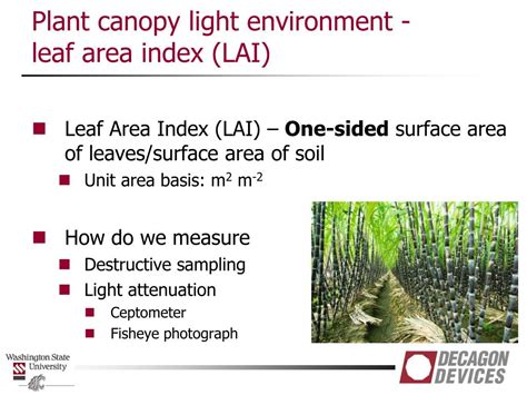 Ppt Plant Canopy Analysis Powerpoint Presentation Free Download Id