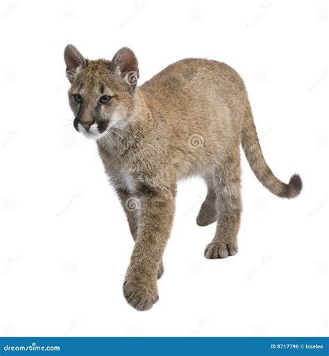 Pumajunges Puma Concolor 35 Monate Stockfoto Bild 8717796