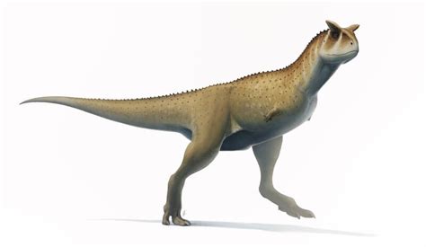 Carnotaurus Sastrei Caracter Sticas H Bitat Alimentaci N Reproducci N