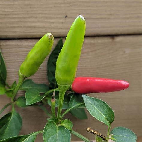 Super Chili Hot Pepper Jardineries Botanix