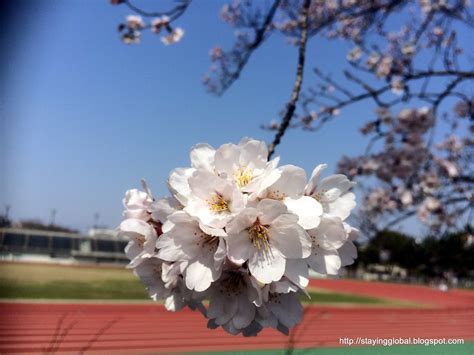 A Global Life: Nagoya : Cherry Blossoms near Yamazaki River