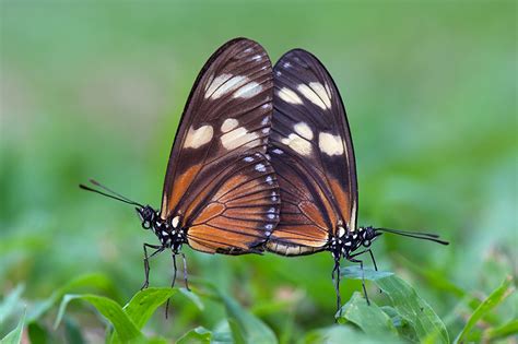 Mating Butterflies Sean Crane Photography