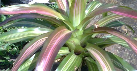 45+ Best Tanaman Hias Gantung Rumput - Pins